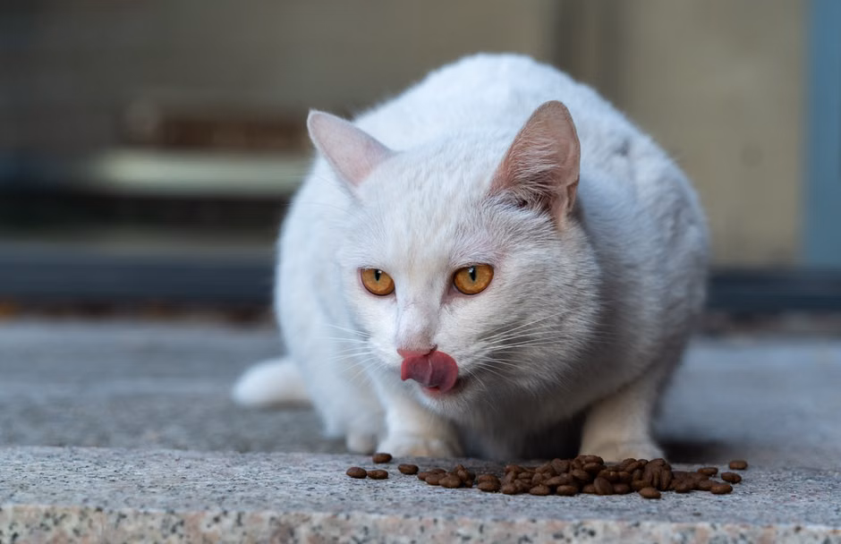 Nutrição Animal